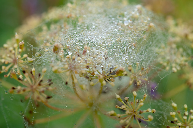 Dewdrops on spider's web