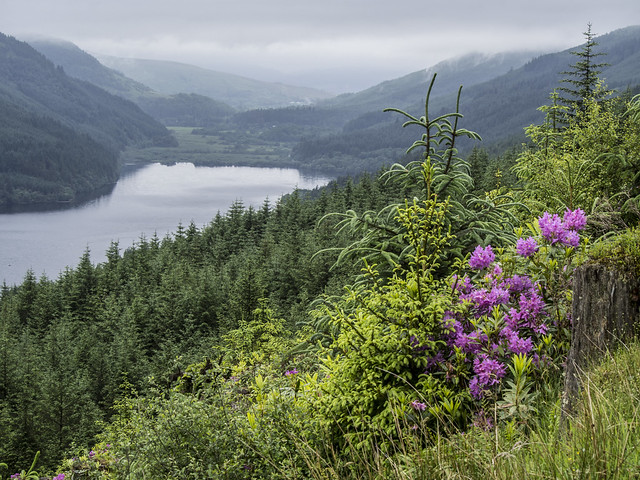 Flowers and the Loch - Loch Eck June 2017