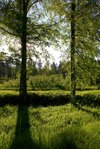 trees canon sweden sverige backlit träd 2010 joakim johansson motljus 550d laxå alendri