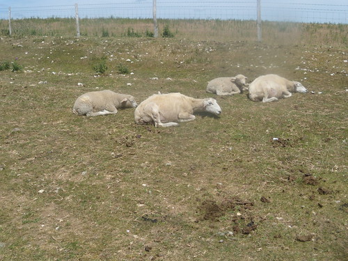 Sheep - lying down Glynde to Seaford