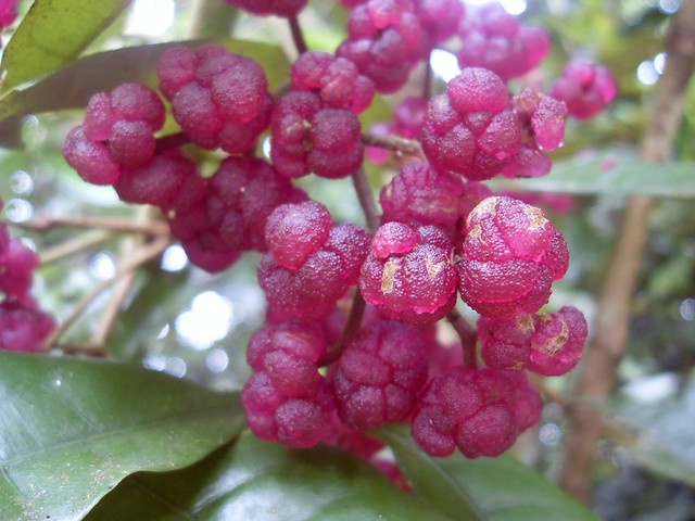 Dendrocnide moroides - fruit