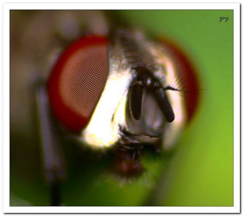 Eye for Detail.. do you have one? (Explored) by Yogendra174