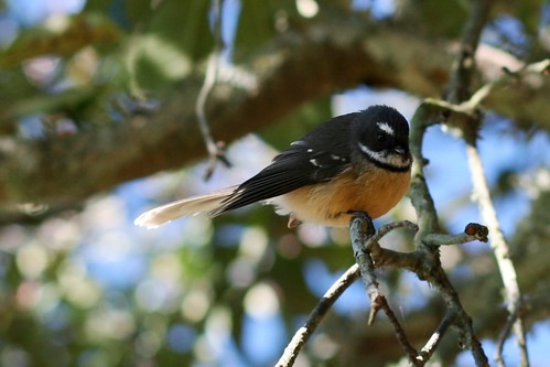 #221/365 - Fantails are your friend