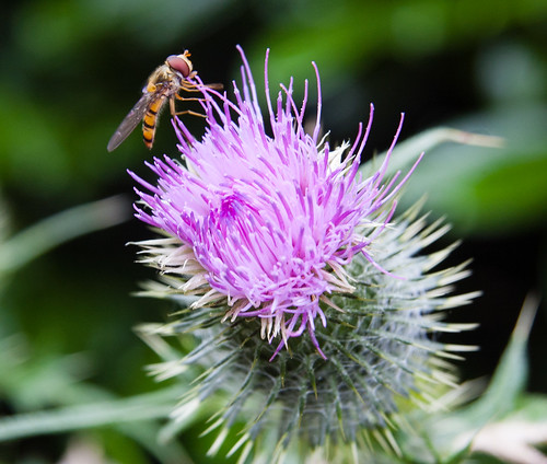 Hoverfly feeding on thistle
