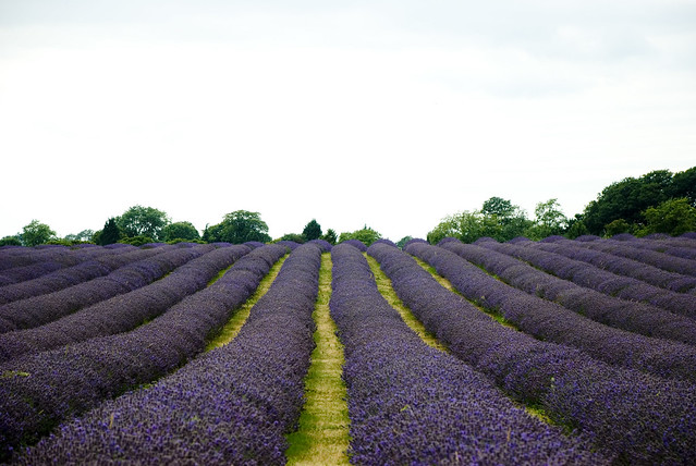 mayfield lavender