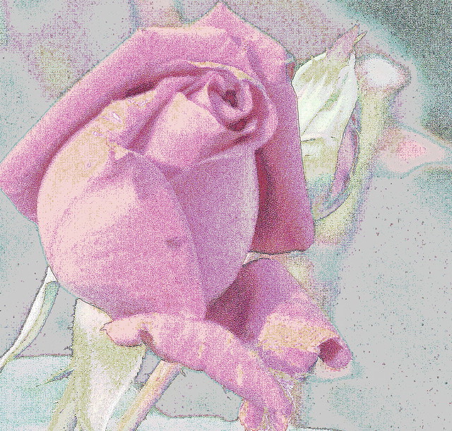 Rose variation