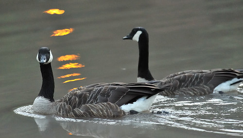 sunset canada reflection swimming swim geese goose canadagoose canadageese