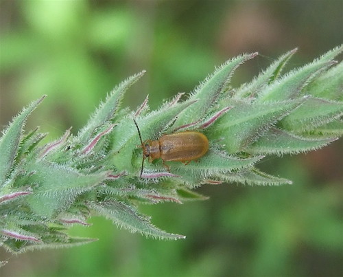 park county branch purple michigan beetle nonnative loosestrife riverbend bugguide neogalerucella calmariensis
