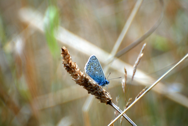 Common Blue Butterfly (male)