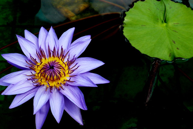 Water Lily, Thailand