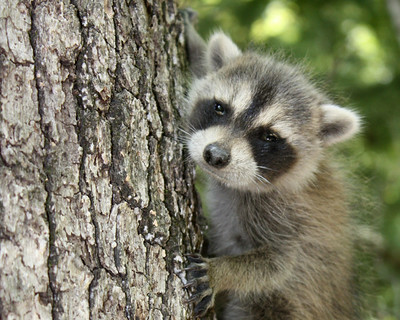 Understanding Urban Wildlife