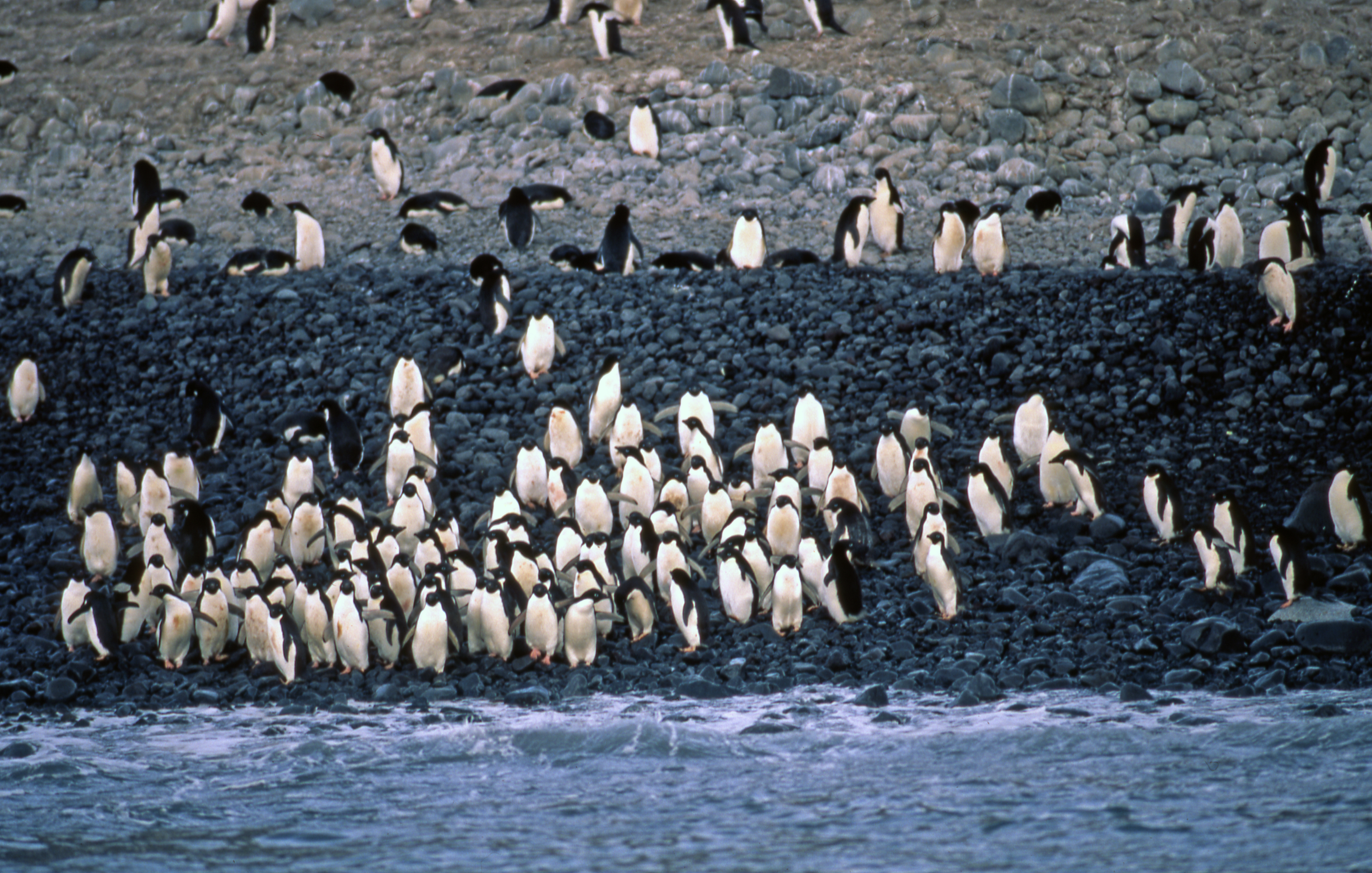 Adélie Penguins (Pygoscelis adeliae) Colony, Antarctic Peninsula |  GRID-Arendal