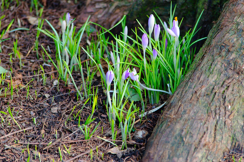 Purple crocusses