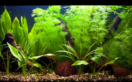My aquarium - week 2