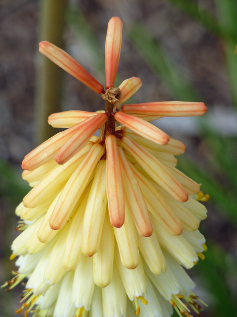 A variety of Kniphofia= Red Hot Poker. Hummingbirds love it.