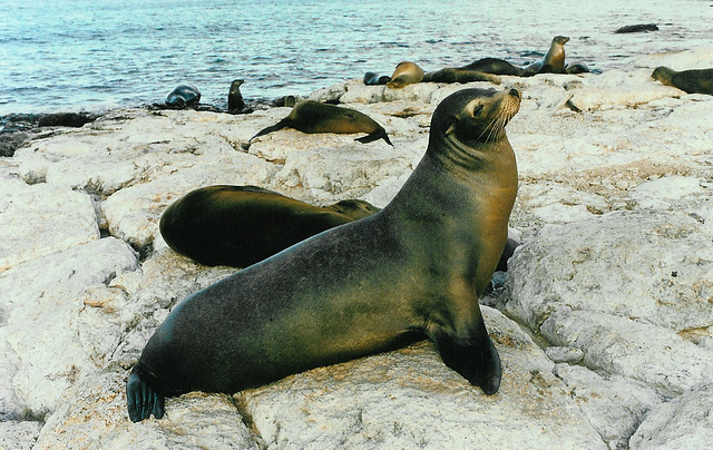 Sea lions in Galapagos Islands (1997)