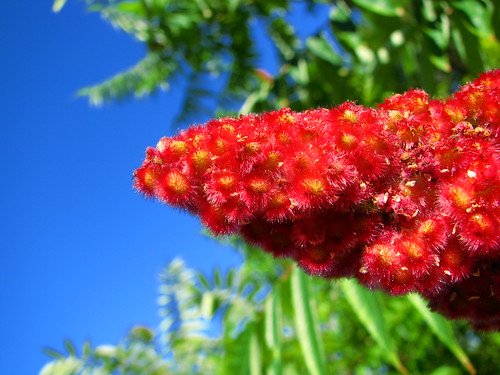 red toronto ontario canada flower macro landscape happy day sunny craig etobicoke auringer craigauringer