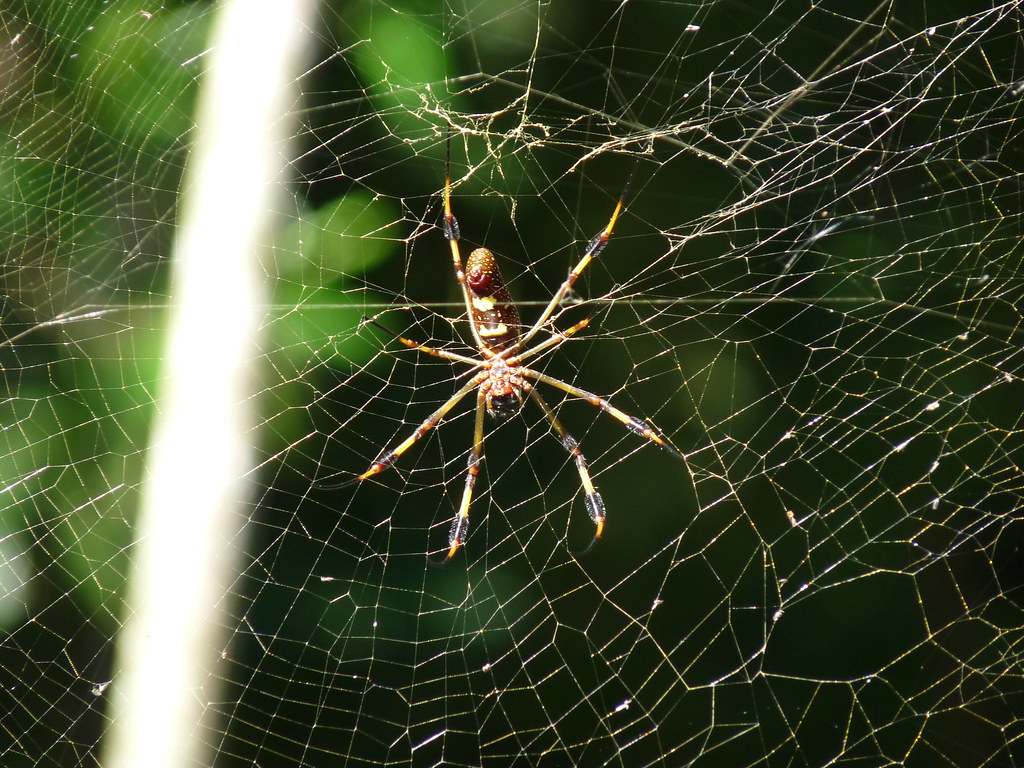 Five Rivers Spider Dunns River Falls Spiders
