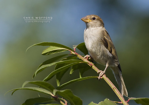 Female House Sparrow by Chris Wofford