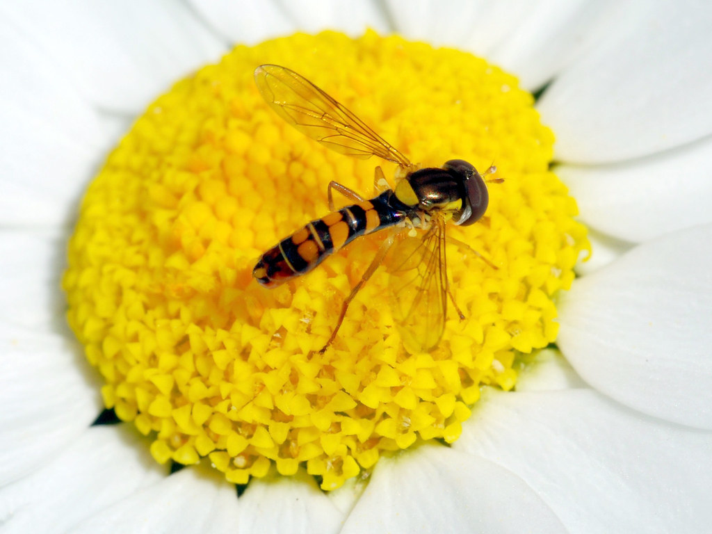 Hoverfly by jeans_Photos