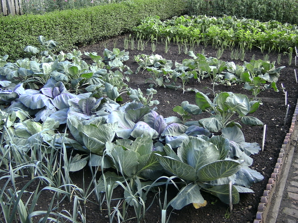 Vegetable varieties growing in a plot