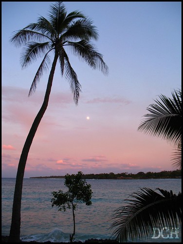 ocean trees moon silhouette sunrise dawn earlymorning lagoon palmtree coconutpalm pinkclouds philscamera vanuatu coralsea portvila viewfromtheroom efate cocosnucifera erakorisland erakorlagoon erakorislandresort