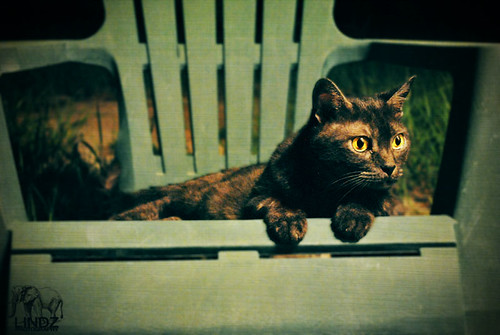 Coco | by Lindz Photography