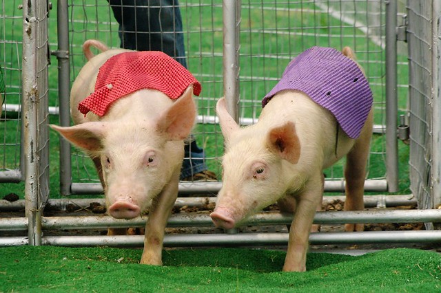 pigs on the track