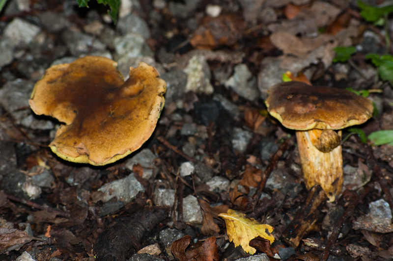 Unidentified bolete