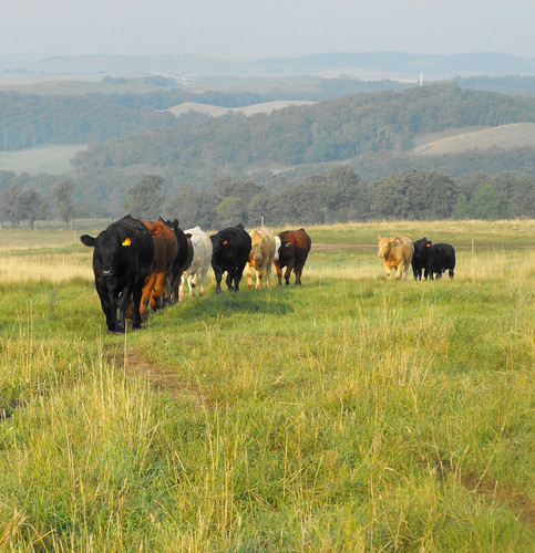 cattle manitoba prairie
