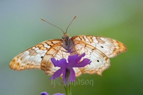 flower macro butterfly nc northcarolina proboscis hickory catawbasciencecenter sigma150mmf28exapodghsmmacro tscf2010ar