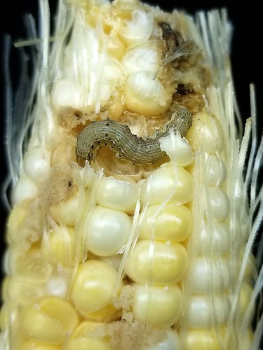 Corn worms
