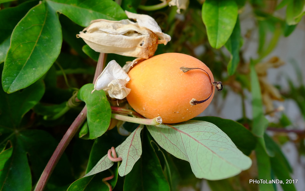 Passiflora caerulea - Pasionaria - Fruto