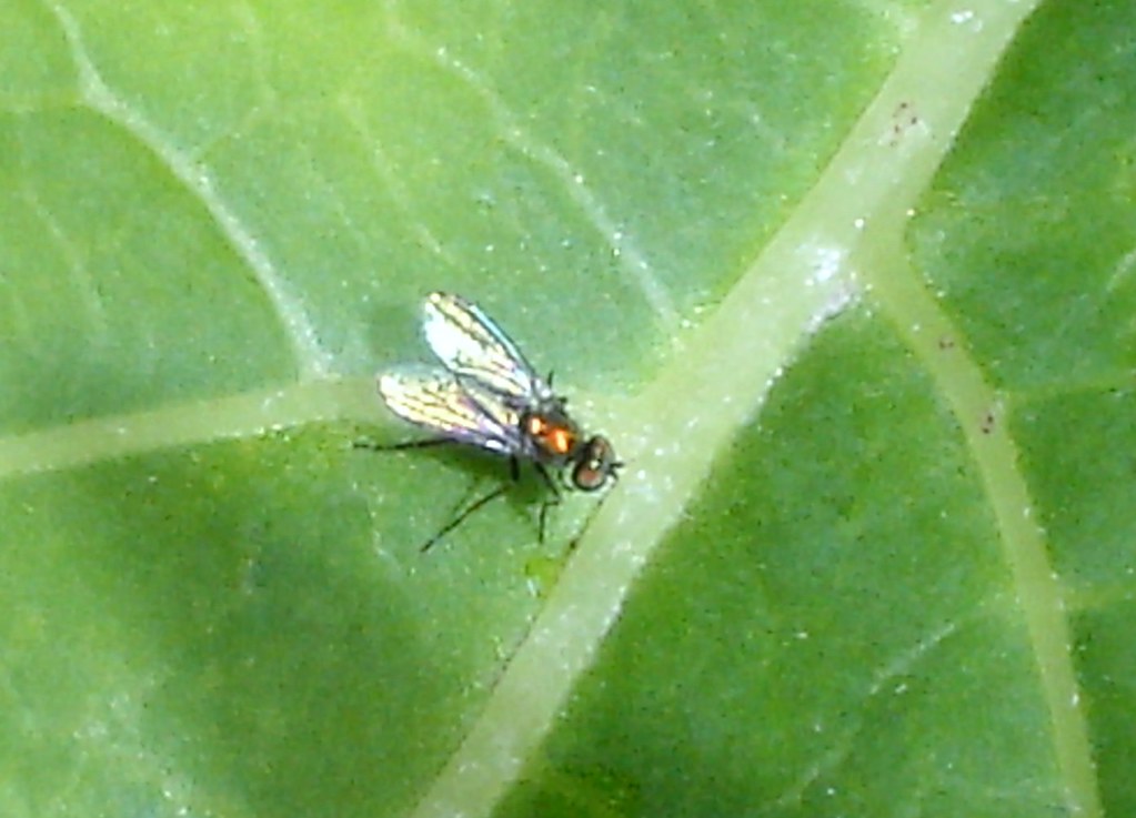 Mini fly | It is about 2mm long? Kyocera finecam S3r hand he… | Flickr