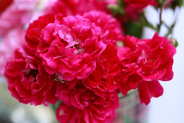 sonia roses | Irene Khin | Flickr