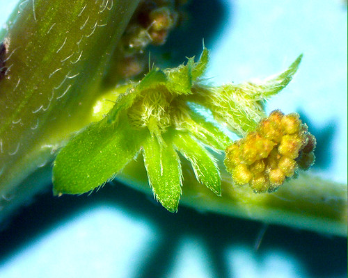 pennsylvania herb euphorbiaceae araf elverson acalypharhomboidea threeseededmercury malpighiales chesterco g75 rb557