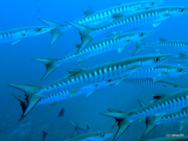 Blackfin barracuda - Koh Tachai, Thailand