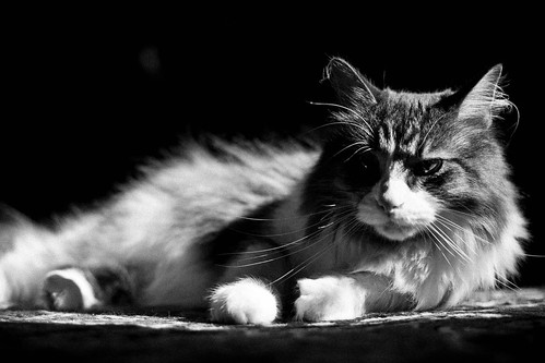 light blackandwhite pet cat sunrise feline grain kitty mainecoon