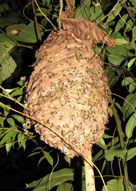 Camponotus sericeiventris (Nest)
