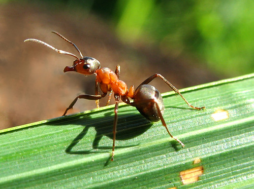 Carpenter Ant on Observation Post - Camponotus Ligniperda | by Batikart