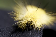 Photograph: Fuzzy Caterpillar on My Hat #2