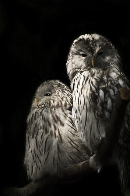 Owls,cotswold falconry centre
