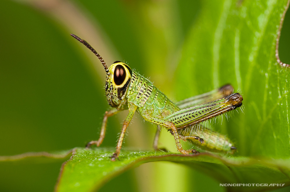 grasshopper by nonoiphotography (post and run mode)