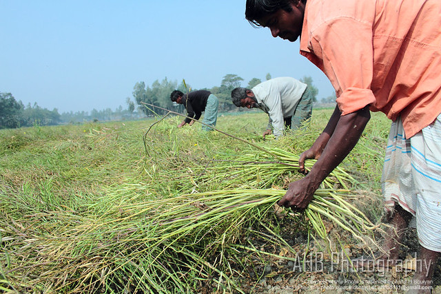 Harvesting on Mustard field [Dhamrai, Bangladesh]