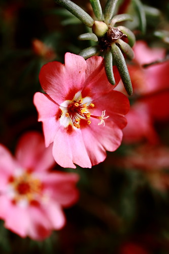 flowers india macro pinkflower gurgaon 60mmmacro mossrose portulacagrandiflora masterphotos swamistream canon7d pursame