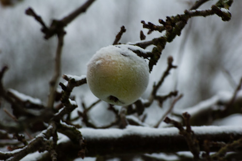 Snowy apple