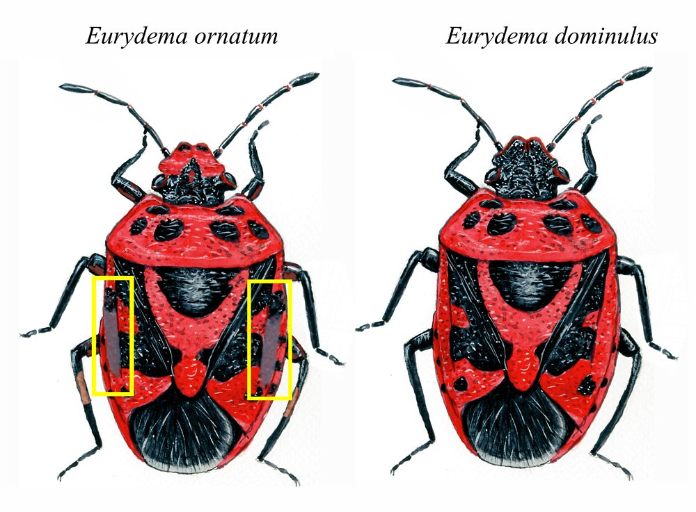 Pentatomidae - Eurydema dominulus & ornata