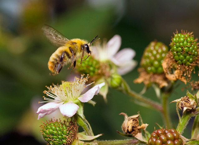 Bumblebee Flying Over Raspberry Flowers