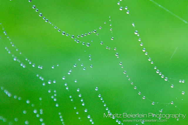 Drops in the green