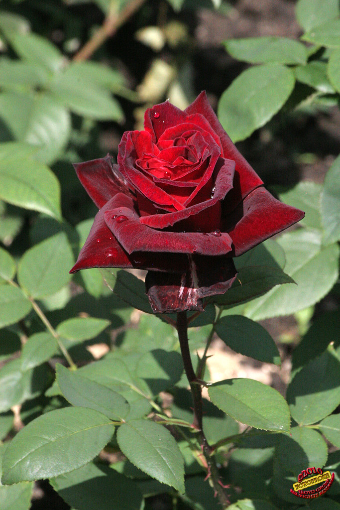 Hybrid tea rose - Rosa 'Taboo' - Rosaceae C20100620 203
